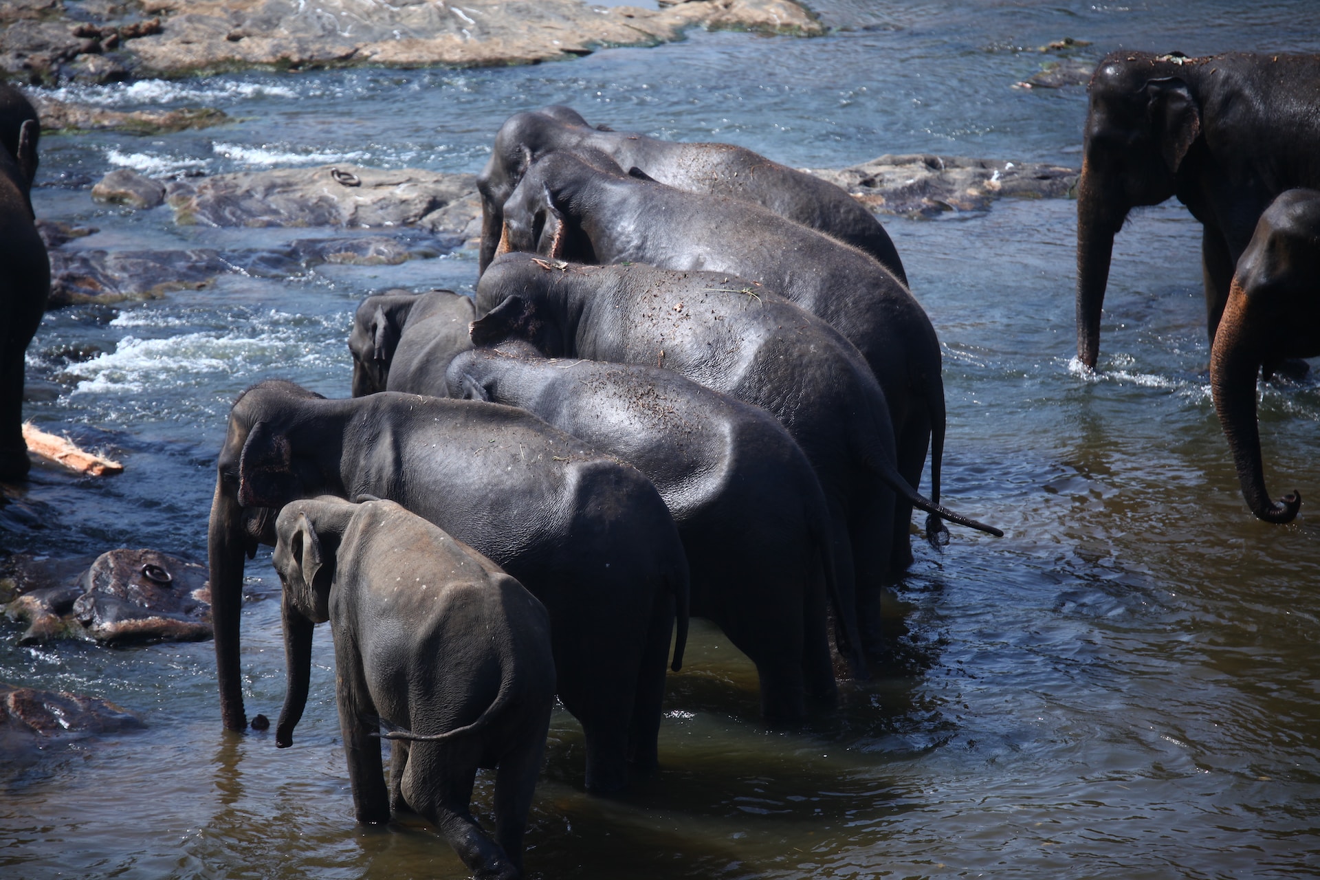 Pinnawala Elephant Orphanage tour