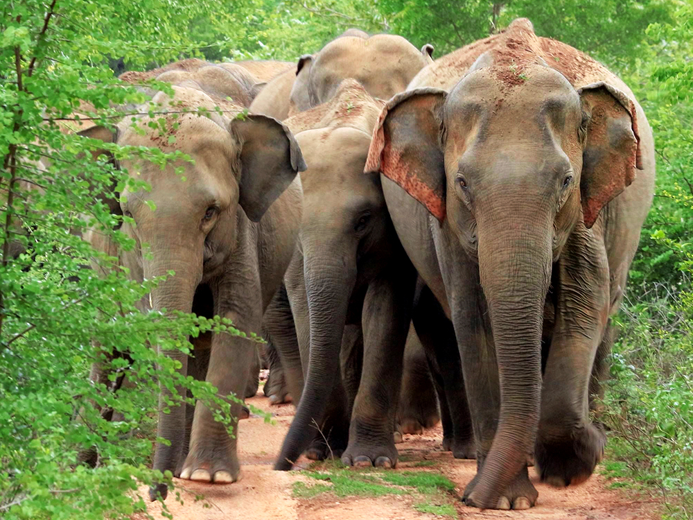 Wasgamuwa national park sri lanka